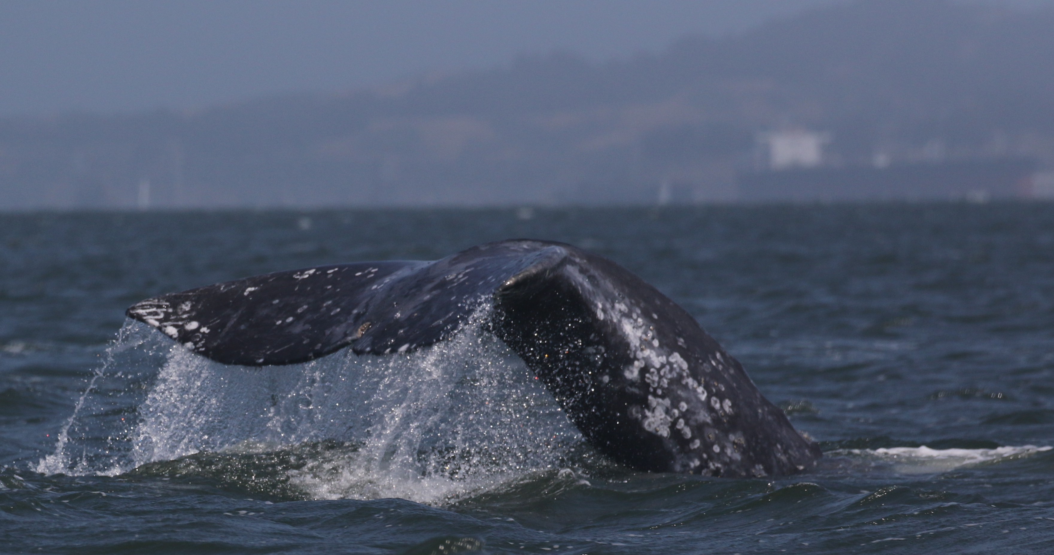 Unfortunately even such a giant whale tail can be hard to spot, particularly when conditions are bad